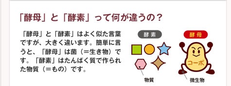 「酵母」と「酵素」って何が違うの？：「酵母」と「酵素」はよく似た言葉ですが、大きく違います。簡単に言うと、「酵母」は菌（＝生き物）です。「酵母」はたんぱく質で作られた物質（＝もの）です。