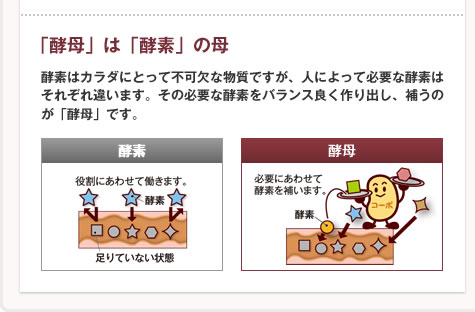 「酵母」は「酵素」の母：酵素はカラダにとって不可欠な物質ですが、人によって必要な酵素はそれぞれ違います。その必要な酵素をバランス良く作り出し、補うのが「酵母」です。[酵素：役割にあわせて働きます。] [酵母：必要にあわせて酵素を補います。]