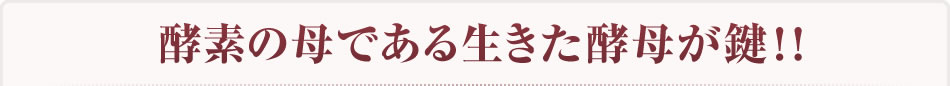酵素の母である生きた酵母が鍵！！