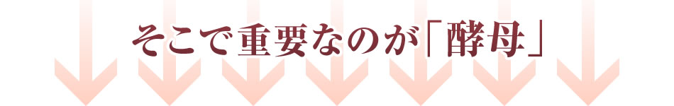 そこで重要なのが「酵母」