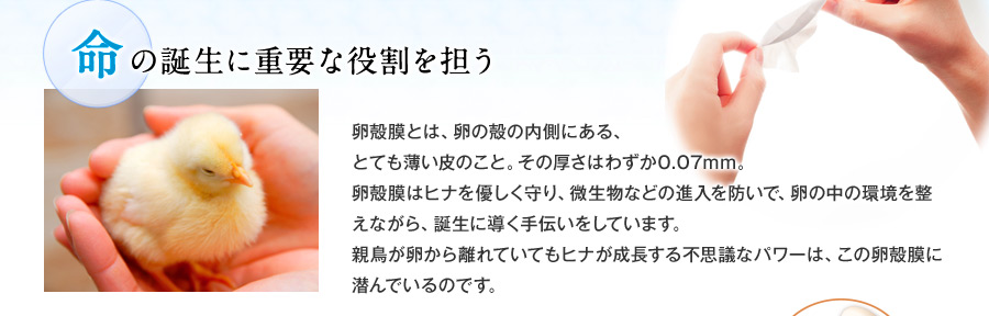 命の誕生に重要な役割を担う