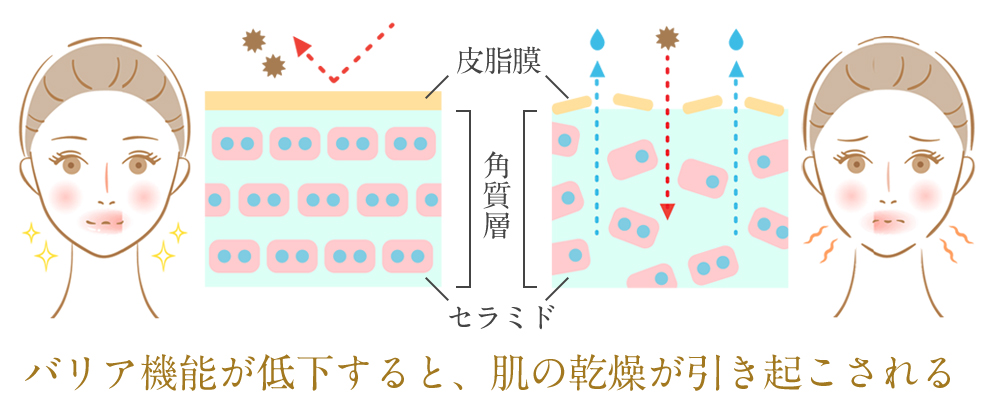 顔の皮膚が乾燥するしくみ